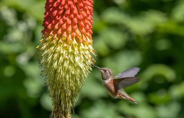 Anna 'nın sinekkuşu 