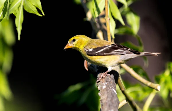 Erkek bir Amerikan ispinozu 