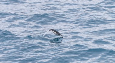 Bir çene kuşanmış penguen 