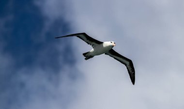 Bir Kraliyet Albatrosu 