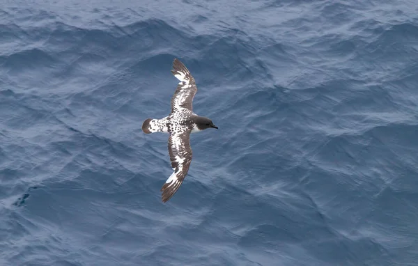 Pelerin fırtına kuşları 