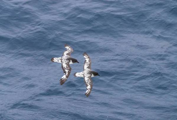 Pelerin fırtına kuşları 