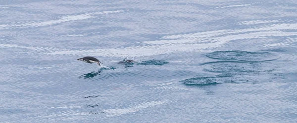 一只金腰带企鹅 Pygoscelis Antarcticus 海豚来到喂食场 — 图库照片