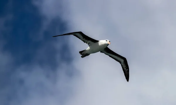 Bir Kraliyet Albatrosu 