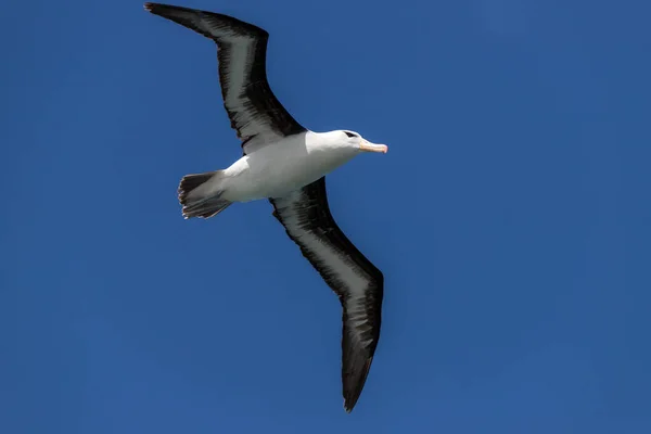 Bir Kraliyet Albatrosu 
