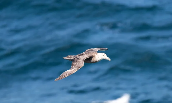 Dev fırtına kuşları 