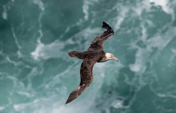 Dev Fırtına Kuşları Makronectes Giganteus Antarctic Teki Dalgaların Üzerinde Süzülür — Stok fotoğraf