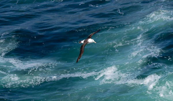 Bir Kraliyet Albatrosu Diomedea Epomophora Güney Atlantik Okyanusu Üzerinde Süzülüyor — Stok fotoğraf
