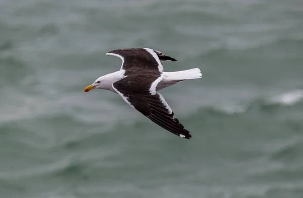 Uma Gaivota Alga Atlântico Larus Desliza Sobre Ondas Oceano Atlântico — Fotografia de Stock