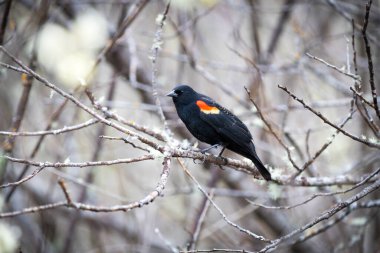 Kırmızı kanatlı bir erkek karatavuk 