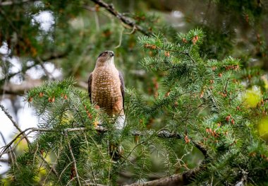 Erkek Cooper 'ın şahini 