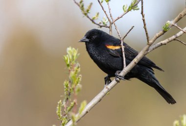 Kırmızı kanatlı bir erkek karatavuk 