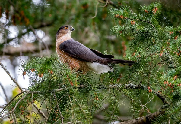 一只雄性库珀的鹰 Accipitridae Cooperation 栖息在一棵树下寻找猎物 — 图库照片