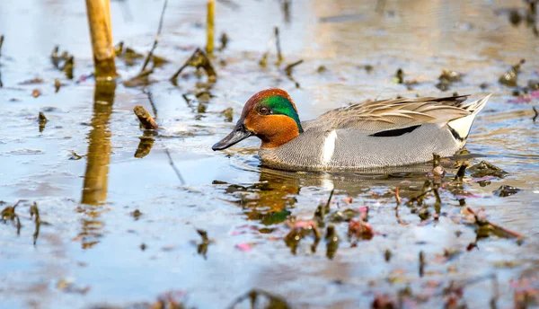 Ένα Αρσενικό Πρασινοφτερές Teal Anas Carolinensis Κολυμπά Έναν Βάλτο Ψάχνει — Φωτογραφία Αρχείου