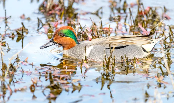 Grönbevingad Manshona Anas Carolinensis Simmar Ett Kärr Och Letar Efter — Stockfoto