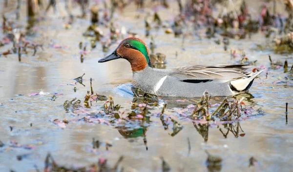 Ένα Αρσενικό Πρασινοφτερές Teal Anas Carolinensis Κολυμπά Έναν Βάλτο Ψάχνει — Φωτογραφία Αρχείου