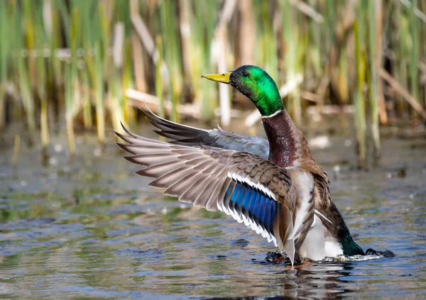 Erkek bir Mallard ördeği 