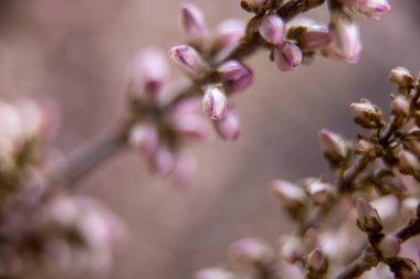 Açılmamış çiçek arkaplanının makro çekimi