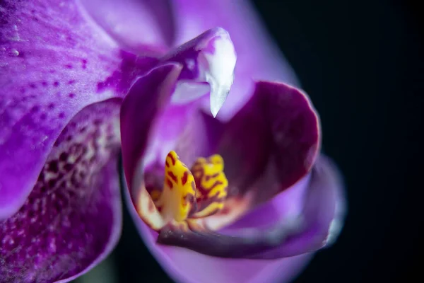 Majestoso roxo orquídea macro tiro no fundo preto — Fotografia de Stock