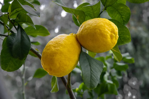 Limon koruluğundaki bir ağaçtan sarkan limonları kapatın.