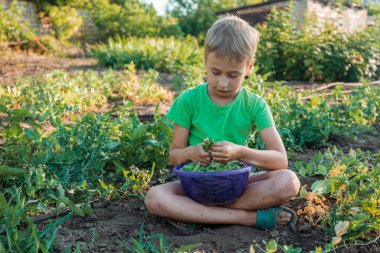 the child sits in the garden and collects green peas