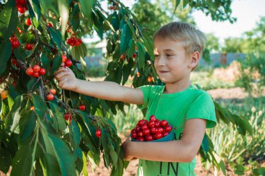 Bir çocuk ağaçtan kırmızı kiraz topluyor.