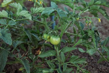 Çalı üzerinde olgunlaşmamış domates