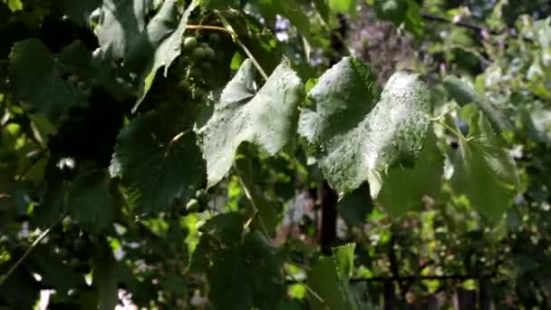 Листя Винограду Після Дощу Краплі — стокове відео