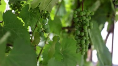 Dallarda bir demet yeşil üzüm