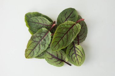 Vejetaryen ve beyaz arka planda taze mikroyeşil.