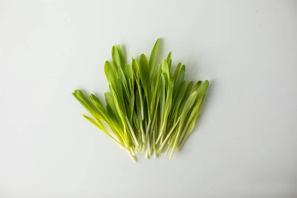 Vegan Fresh Microgreen White Background — Zdjęcie stockowe