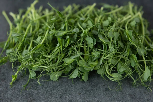 Vejetaryen ve siyah arka planda taze mikroyeşil.