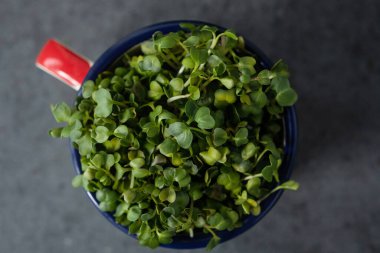 Vejetaryen ve taze mikroyeşil metal bardakta..