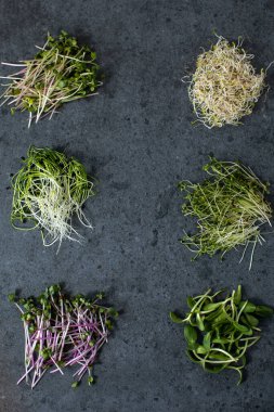 Farklı türde mikroyeşillikler. Vejetaryen ve siyah arka planda taze mikroyeşil