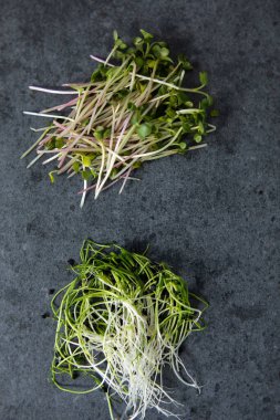 Vejetaryen ve siyah arka planda taze mikroyeşil.