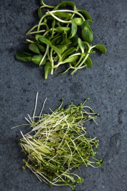 Vejetaryen ve siyah arka planda taze mikroyeşil.