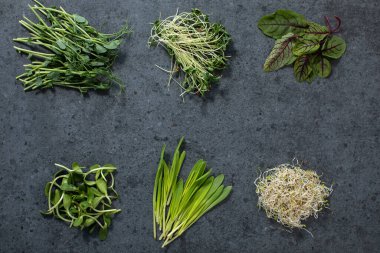 Farklı türde mikroyeşillikler. Vejetaryen ve siyah arka planda taze mikroyeşil