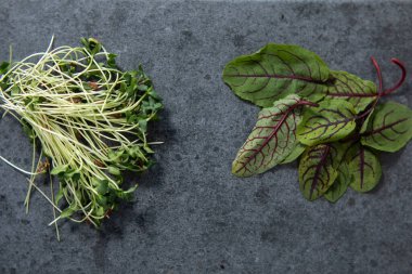 Vejetaryen ve siyah arka planda taze mikroyeşil.