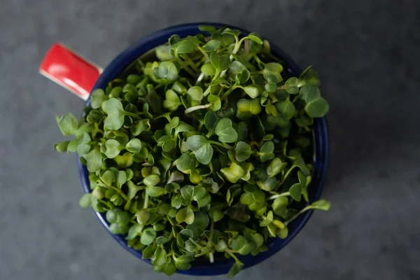 Vejetaryen ve taze mikroyeşil metal bardakta..