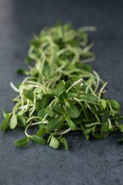 Vejetaryen ve siyah arka planda taze mikroyeşil.