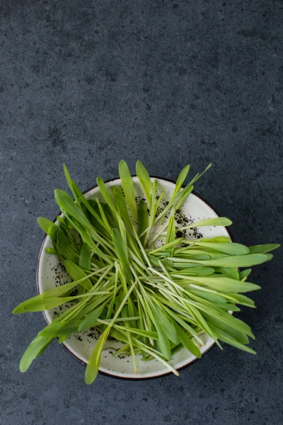 Vegan Fresh Microgreen Ceramic Bowl — Fotografia de Stock