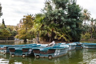 Martı gölde bir teknede oturur..