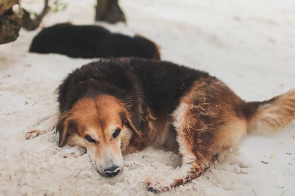 Großer Hund Ruht Sich Tagsüber Sand Aus — Stockfoto