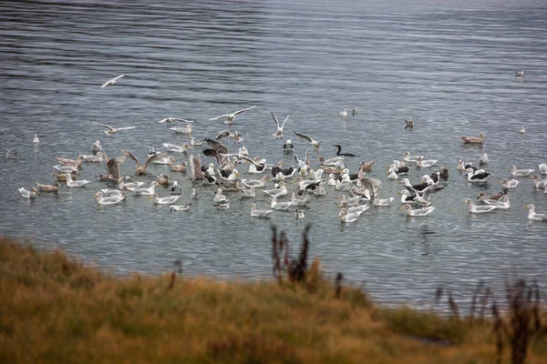 Stor Flock Måsar Sjön — Stockfoto