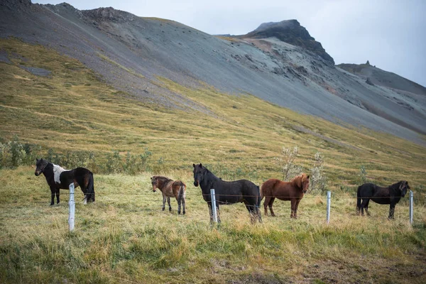 Rij Paarden Buurt Van Groene Bergen Van Ijsland — Stockfoto