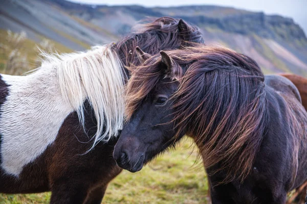 Leuke Bruine Paarden Een Ijslandse Weide — Stockfoto