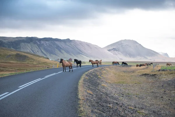 Herd Van Paarden Wegen Van Ijsland — Stockfoto