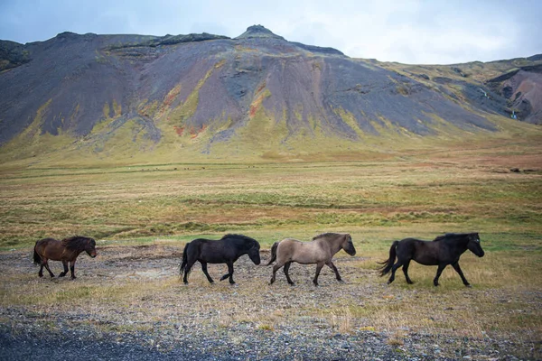 アイスランドの緑の山々に近い馬の列 ロイヤリティフリーのストック画像