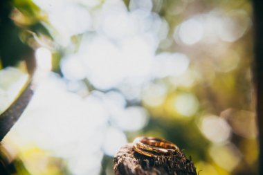 Two wedding rings on a branch in the garden.