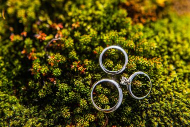 Three wedding rings on green Icelandic moss.